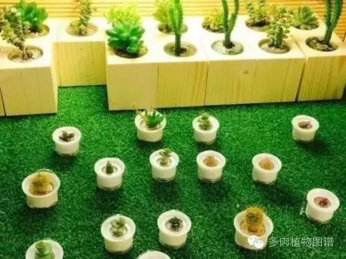 多肉植物韩国小芦荟,多肉花盆韩国拇指盆