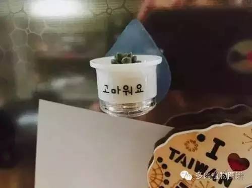 多肉植物韩国小芦荟,多肉花盆韩国拇指盆