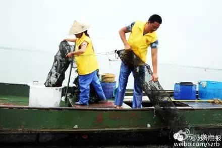 六月黄，令苏州人“魂牵梦萦”的那一口鲜嫩浓香的黄金膏油~来了！