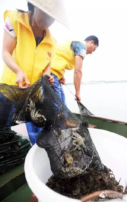 六月黄，令苏州人“魂牵梦萦”的那一口鲜嫩浓香的黄金膏油~来了！