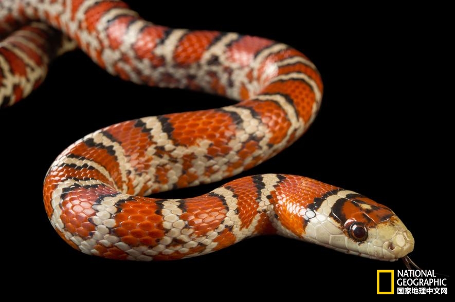 魔鬼充满诱惑力,原来恶魔也能被撩