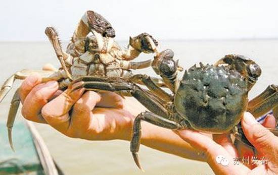 六月黄，令苏州人“魂牵梦萦”的那一口鲜嫩浓香的黄金膏油~来了！