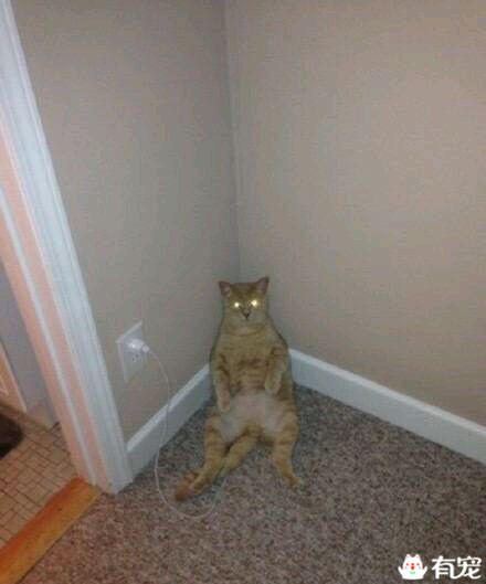 猫咪偷电怎么办 (猫咪偷电)