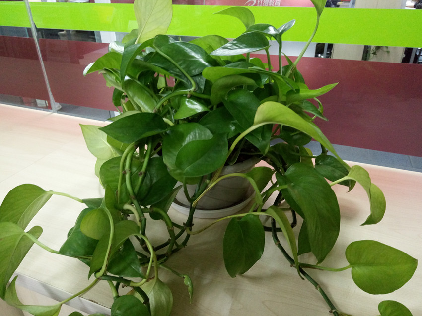 vivox60体验感怎么样,vivox6性能测试