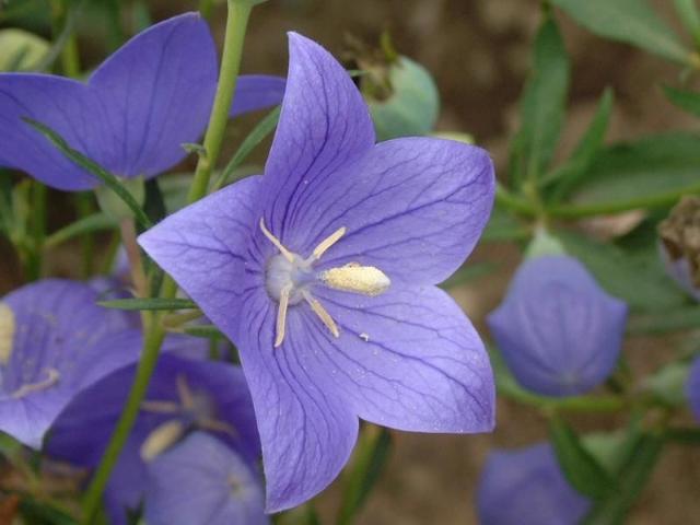 118朵花这个数字有什么寓意,118种花的花语合集图片