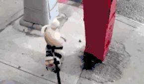 史上最忧郁的狗,最萌巴哥犬哈巴狗