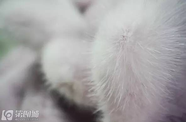 说奇葩丨买淘宝的都是low货?那你买个LV就能上天吗!