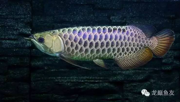 养龙三件事,养龙第七阶段怎么玩