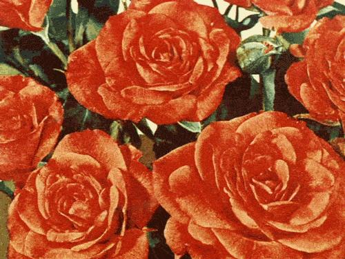 掌握正确施肥方法,如何正确操作施肥