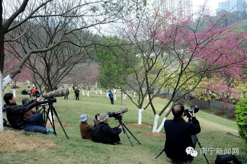 南宁哪里有假樱花,南宁樱花还有吗