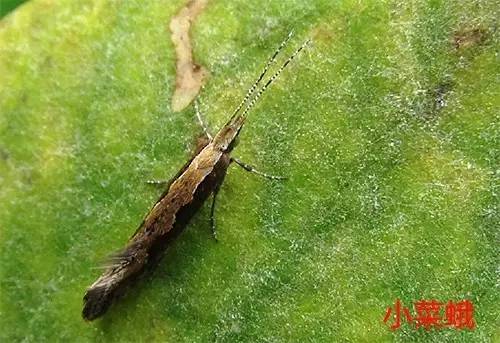 便宜没好货贵了也未必就一定好,便宜没好货别等上当再后悔