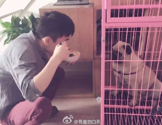 自媒体大事件,网红大v的猫狗