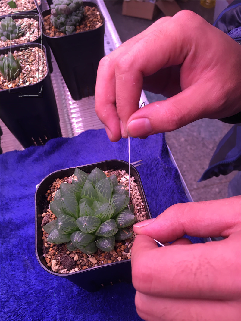 十二卷扦插方法,十二卷叶插教学