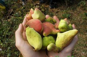 小时候把玩的树叶蛋子，里面爬满虫子，原来是善治口腔溃疡的中药