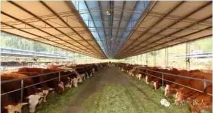 辽宁肉牛最新价格行情,辽宁养牛交易市场小牛价格