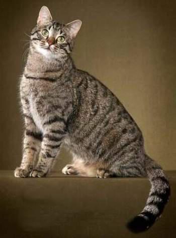 最便宜的宠物猫咪品种图片及价格,哪个品种的猫咪性格最好最温顺