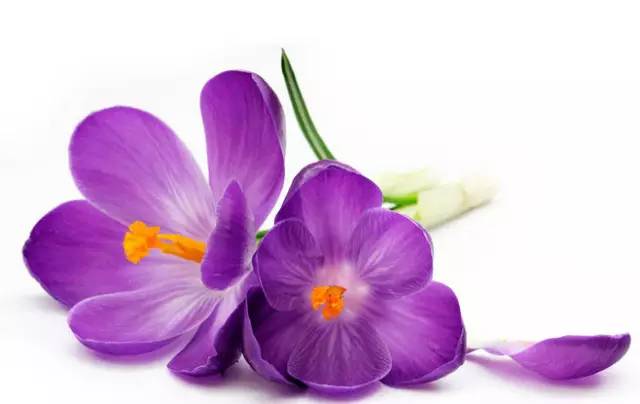 藏红花花朵真假区别图,藏红花压扁真假辨别视频