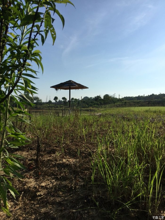 亮片跳底钓鳜鱼,一线多钩钓鳜鱼