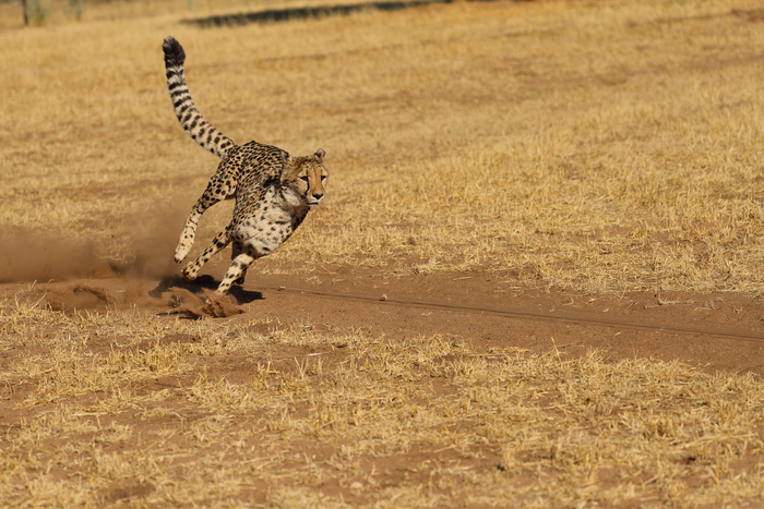 猎豹狂奔与狮子对敌,猎豹奔跑高清震撼视频