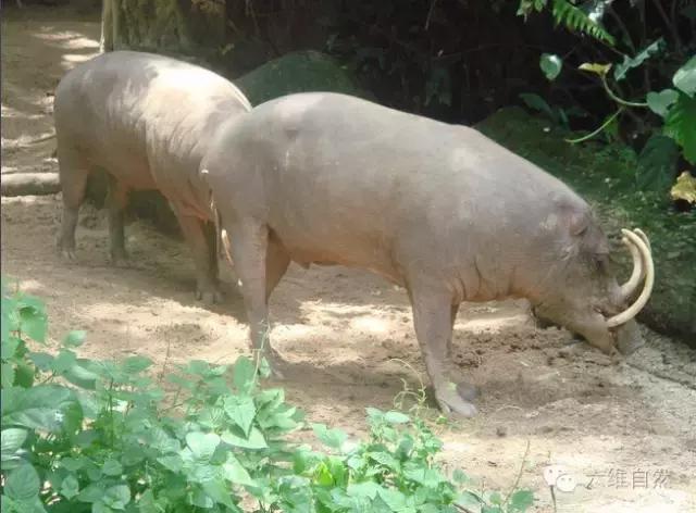 寿命最长的疣猪,见识一下疣猪顽强的生命力