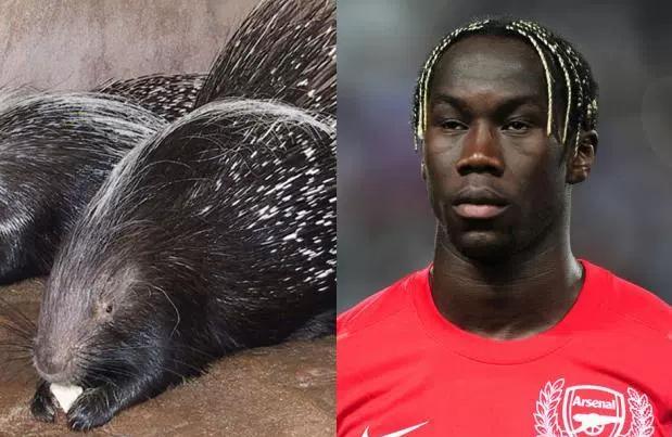 动物也疯狂蚂蚁大战,动物也疯狂双人