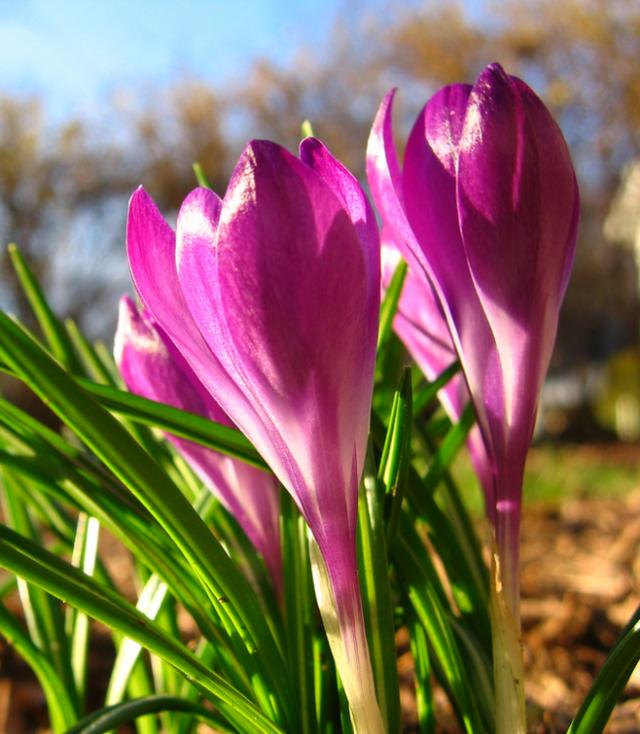 藏红花花朵真假区别图,藏红花压扁真假辨别视频
