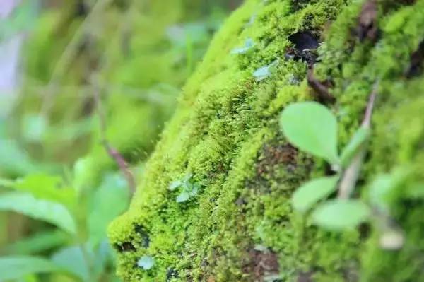 分享四川最值得去的9个地方景点,福利市景点