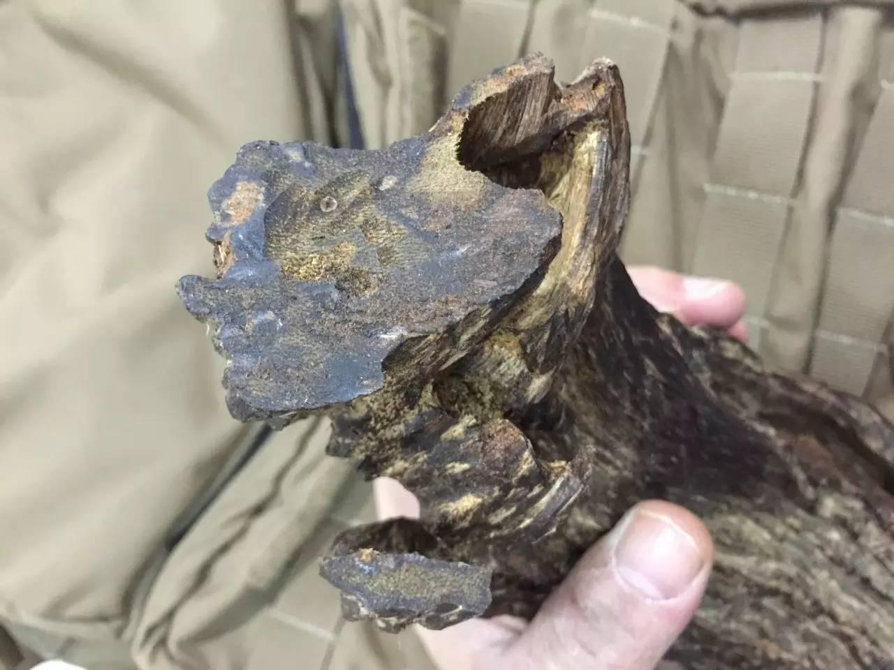 莺歌绿奇楠什么价,人工种植的莺歌绿奇楠多少钱