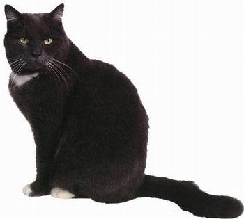 最便宜的宠物猫咪品种图片及价格,哪个品种的猫咪性格最好最温顺