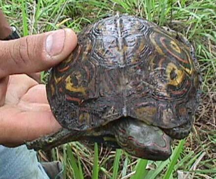 哥斯达黎加双色木蝎,哥斯达黎加木纹龟