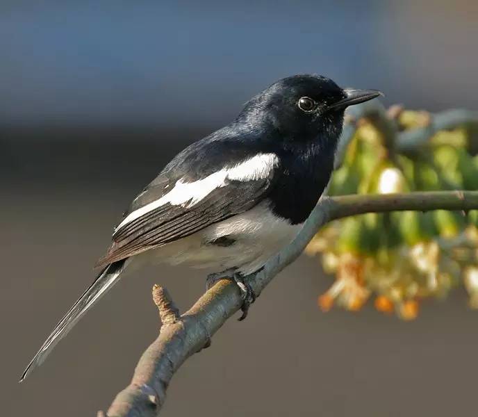 鵟䴕鹡，这些鸟的名字怎么念？