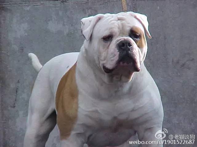 美国斗牛犬的特点,美国斗牛犬是比特犬吗
