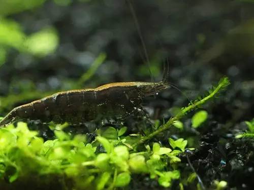 世界第一大淡水鱼类排名,世界第一淡水观赏鱼有哪些