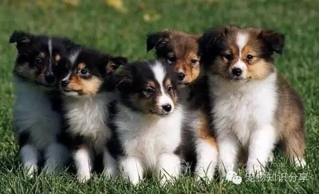 狗狗身上肿块,狗狗身上有肿块是肿瘤吗