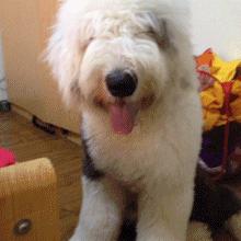 狗狗被主人吃柠檬,强迫狗狗吃柠檬了会怎样