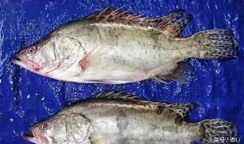 七十二杂鱼名称,三花五罗七十二杂鱼是指东北鱼吗