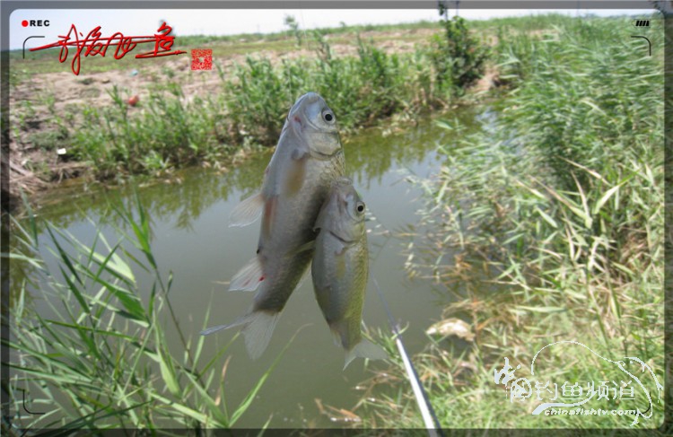 户外野钓小河沟七星鱼,鲫鱼野钓小河沟