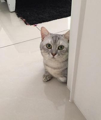 被强迫全裸的猫咪，大腿照外流，露出生无可恋的眼神