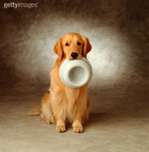 想如何训练狗狗定点上厕所,金毛1-3个月如何训练定点大小便