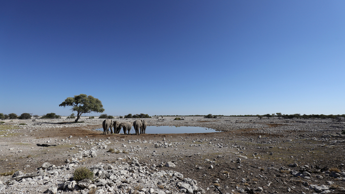 猎豹狂奔与狮子对敌,猎豹奔跑高清震撼视频