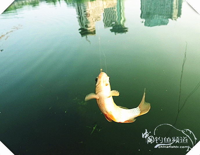 早起的鸟儿有虫吃动画,早起的鸟儿有虫吃故事