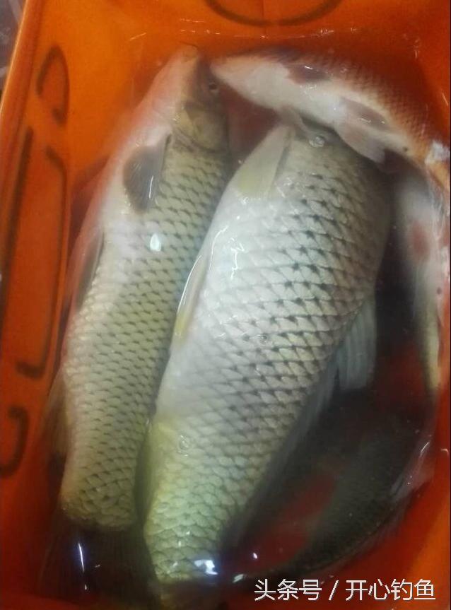 老鬼鱼饵料钓鳊鱼,老鬼专钓鳊鱼饵料配方