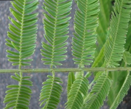 口腔溃疡反复发作一味中药可治愈,哪位老师有口腔溃疡的秘方