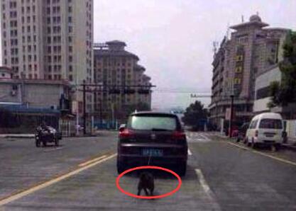 开车就可以这样虐待生命吗？狗狗吐血而亡不痛吗？