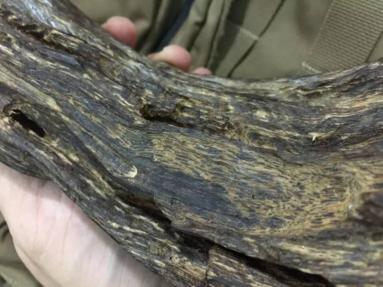 莺歌绿奇楠什么价,人工种植的莺歌绿奇楠多少钱