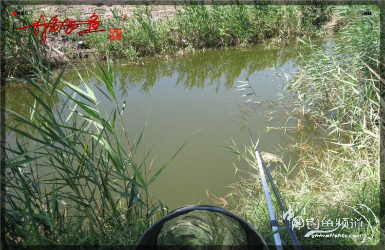 户外野钓小河沟七星鱼,鲫鱼野钓小河沟
