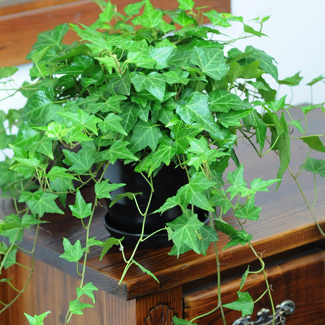 哪种植物去除甲醛最有效果常春藤,常春藤吸附甲醛效果怎么样
