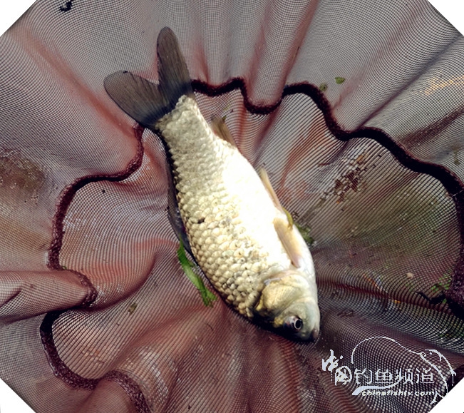 早起的鸟儿有虫吃动画,早起的鸟儿有虫吃故事