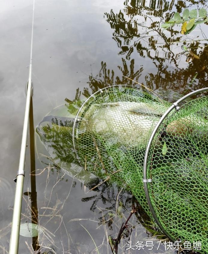 第一次钓鱼收获不错,晨钓该钓浅还是深