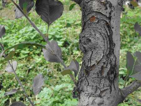 苹果树虫害最怕什么,苹果树腐烂预防